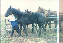 �̳뺣�̼� (INNOVATION) ����