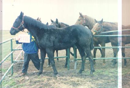 �̳뺣�̼� ����