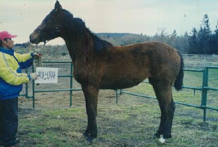 õ�⸸�� ����