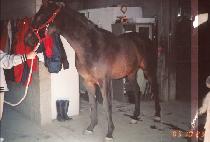 ������ (RANGNANGSEONG) ����