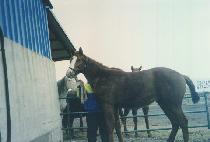 �÷����� (FLASHY WAR) ����