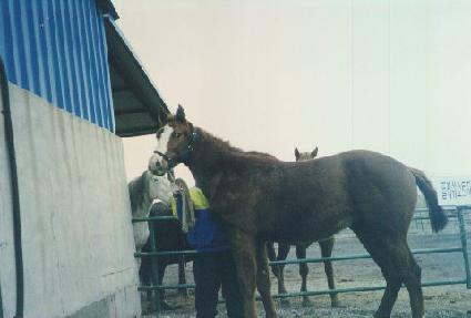 �÷����� ����