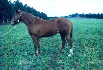 �ε� (ENDURING) ����