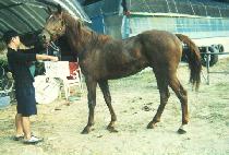 �������� (BULPAE HAENGJIN) ����