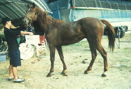 �������� ����