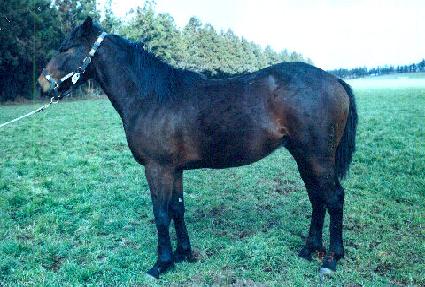 ���� ����