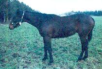 ö������ (CHEOLJUNGJENGJENG) ����