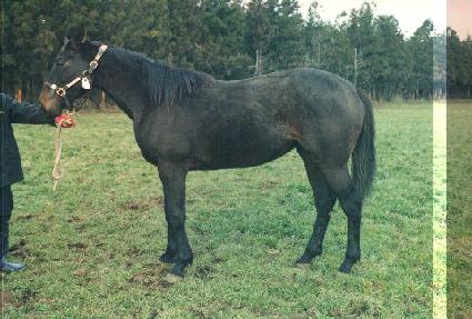 �������� ����