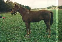 ���ջ� (SUWANGSA) ����