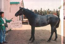 ���غ� (JUNJUNBO) ����