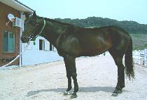 ���þ�Ÿ (JEOKSI ANTA) ����