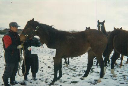 �Ź� ����