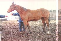 ���ӵ� (GOSOKDO) ����