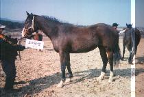 ��ƽ�� (STYX) ����