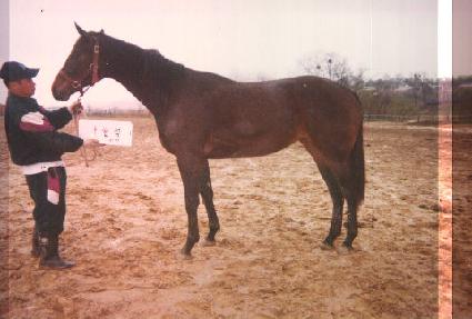 ���ǵ���� ����