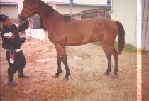 ��ũ�ο� (BANKROLL) ����