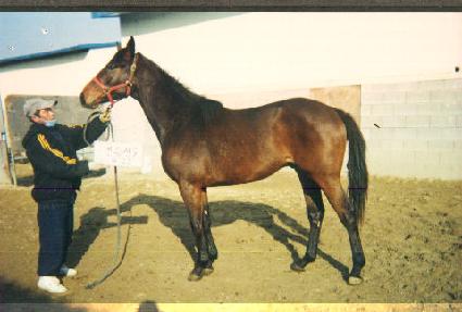 ���� ����