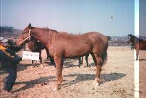 �������� (PROEASY) ����