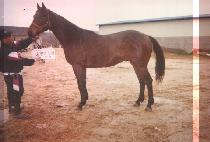 �����հ��� (NGORONGORO) ����