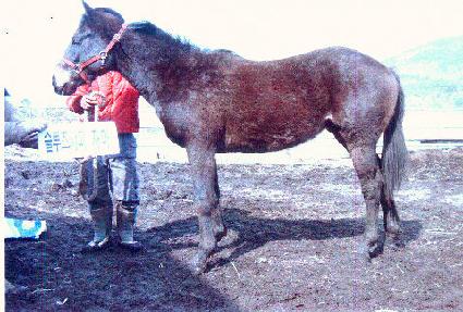 ��ī���� ����