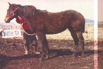 è�������� (CHAMPMYTURN) ����