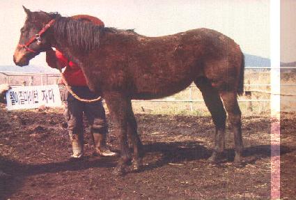 è�������� ����