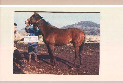 �ú��� ����