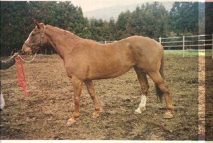 �������� ����