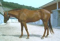 ������ (BEONGAEBUL) ����