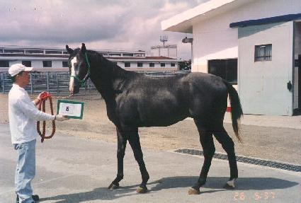 ���̳��ͽǹ� ����