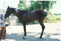 �����ô� (SUNSU SIDAE) ����