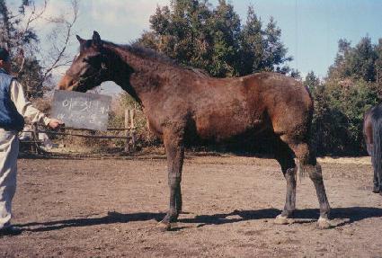 ����Ŭ ����