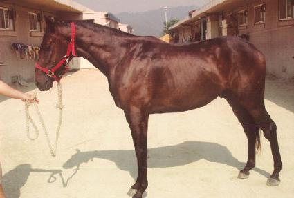 �������� ����