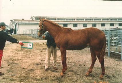 ������ ����