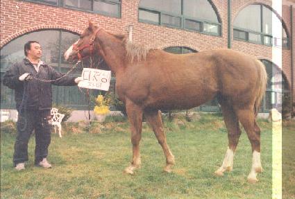 Ư������ ����