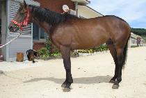 ��ڸ� (GIPPEURI) ����