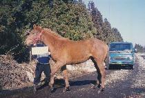 �ָ������� (JUMARUI JEONDANG) ����