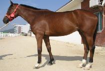 ����� (TONGBANJANG) ����