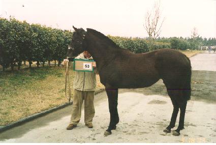 ��ť ����