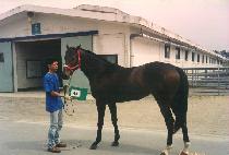 �̷���ȭ (MIRAESINHWA) ����