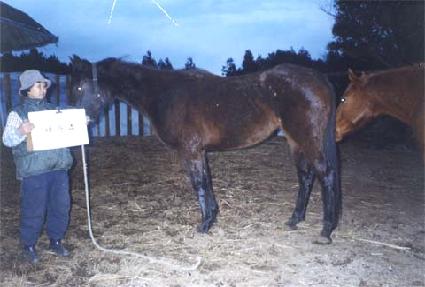 ������ ����