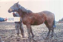 �����뱳 (JINDO DAEGYO) ����