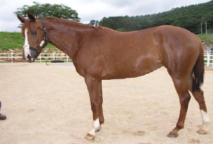 �����帲 ����