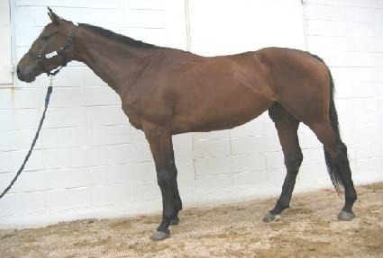 ������ ����