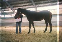 ������ġ (WEDDING MARCH) ����