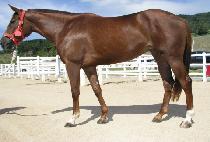 �߻�ȭ (YASAENGHWA) ����