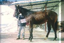 ������ (LIMOUSINE) ����