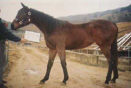 ������� ����