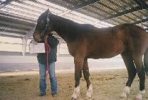 ��Ʈ���� (HUNT PRO) ����