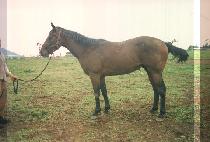 �����è�Ǿ� (STORMY CHAMPION) ����